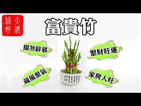 開運竹風水|開運竹風水禁忌與擺放位置指南：助你提升家居風水、。